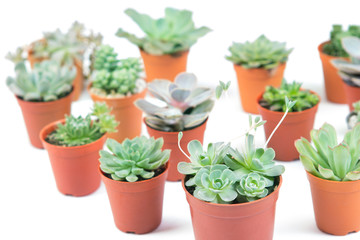 succulents plant in pot on white background