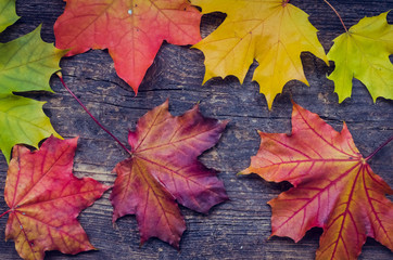 Autumn background with fall leaves