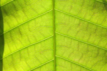 Naklejka na ściany i meble close up of green leaf with vein