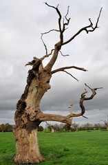 Old, rotten, petrified tree looking like a wild, angry man or 'ent'.     England'