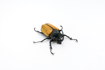 yellow-fivehorned beetle isolated on white