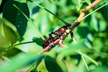 Close up male fighting beetle (rhinoceros beetle)