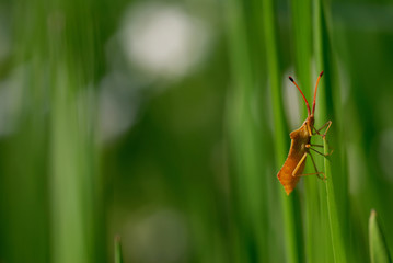 Ein kaefer auf einer wiese.