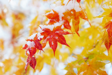 red fall maple tree covered in snow / hokkaido japan