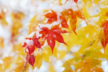 Papier Peint photo Lavable Arbres Érable d& 39 automne rouge couvert de neige / hokkaido japon