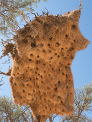 Sociable Weaver Nest