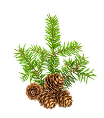 Christmas tree branches white background Pine sprig spruces