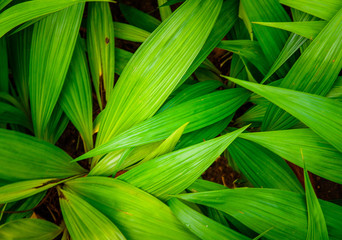 Green leaf texture, pattern leaves on dark and light tone