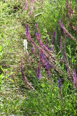 Obraz premium wildflowers