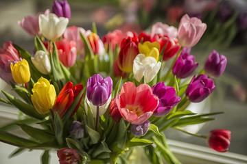 Fototapeta premium Colorful tulips