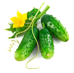 Fresh green cucumber with leaf and flower