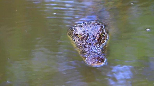 Wild Crocodile on the river, crocodile swims in a jungle river