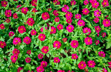 Naklejka premium Little pink daisy flower vibrant color with leaves