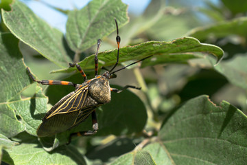 El bicho sube por la hoja.