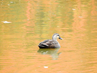 紅葉が映る池で泳ぐ鴨