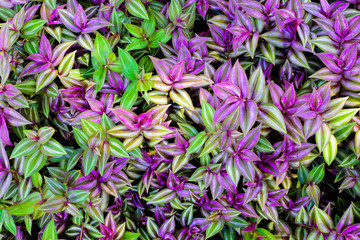 Fototapeta na wymiar purple and green leaf texture, Leaf background