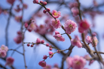 Spring Cherry blossoms, pink flowers. begin to bloom with blue sky