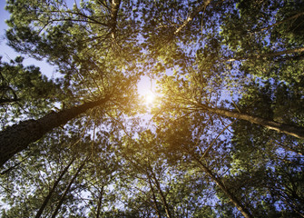 Fototapeta premium The trees in the blue sky, select focus