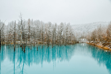 Biei Blue Pond- One of the most beautiful pond in the world! Located at Biei, Hokkaido Japan.
