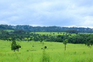 The forest, green field and mountain landscape view in Northern