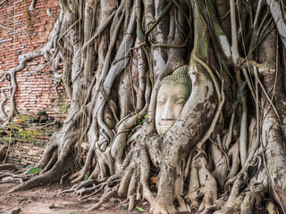 The head of the sandstone Buddha image
