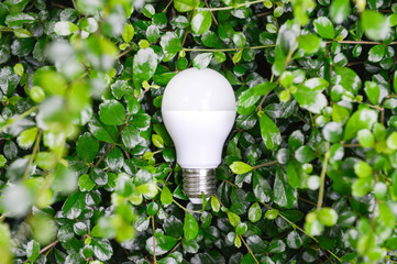 LED Bulb with lighting in the green nature - Eco friendly concept