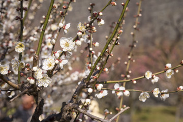 Spring flowers, white Plum blossom