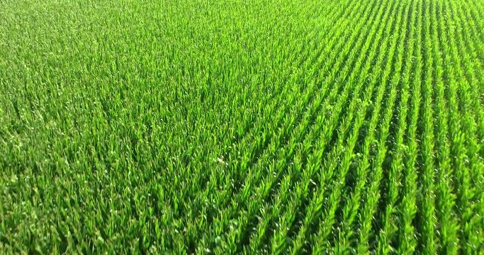 aerial view of a bio corn field on a sunny day. concept of agriculture, nature and correct and organic food