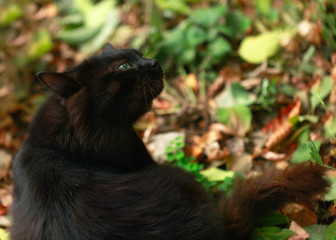 black cat on fall background