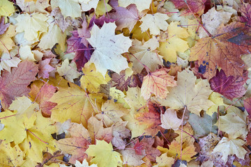 Colorful acer maple leaves as a background
