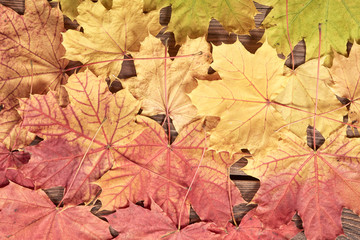 Colorful acer maple leaves as a background