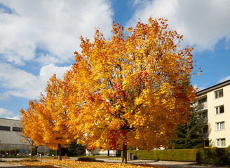 Naklejka premium Two yellow acer trees in the street