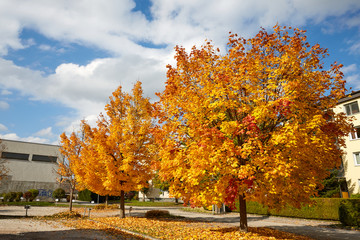 Two yellow acer trees in the street