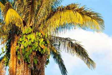 sunlight on palm tree leaves in the caribbean