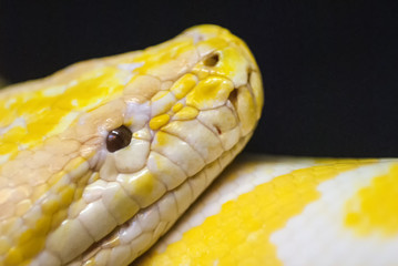 yellow albino snake