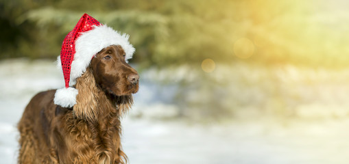 Christmas banner with a funny dog with Santa Claus hat