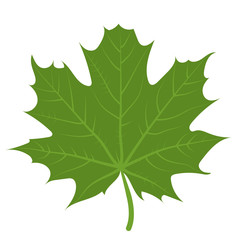 Fototapeta premium Print vector illustration of a green maple leaf