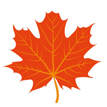 vector illustration of a red maple leaf