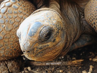 Big Aldabra tortoise eye detail in Mauritius.