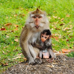 Macaque monkey and its small child - portrait in wildlife nature, island Mauritius.
