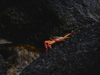 Big red crab on black stone in a sea, island Mauritius.