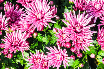 Pink chrysanthemums in the garden.