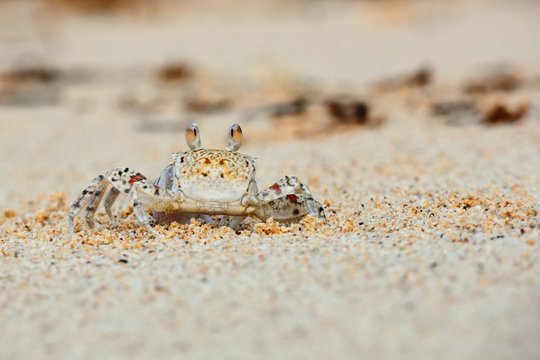 Small crab spotted on white sand beach. Island Mauritius.