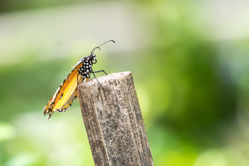 Yellow black pattern butterfly on wood
