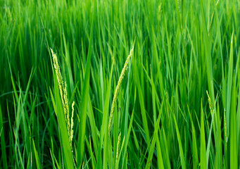 Fototapeta na wymiar The green rice fields