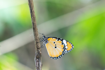 Yellow black pattern butterfly on branch