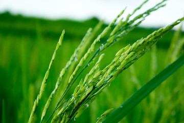 Fototapeta na wymiar The green rice fields