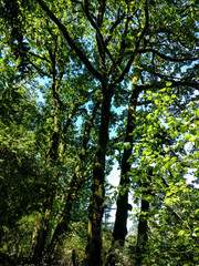 Nature
