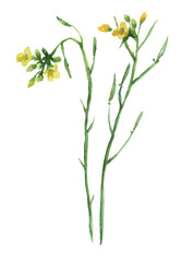 Yellow flowers. Watercolor hand drawn illustration isolated on white background.