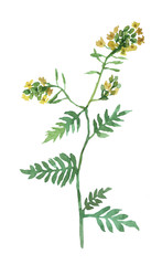 Yellow flowers. Watercolor hand drawn illustration isolated on white background.